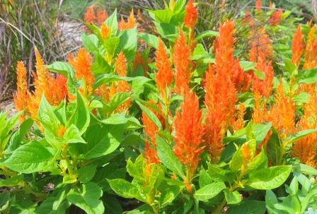 Orange celosia plants
