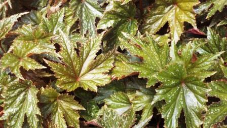 Begonia foliage