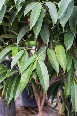 Ficus foliage