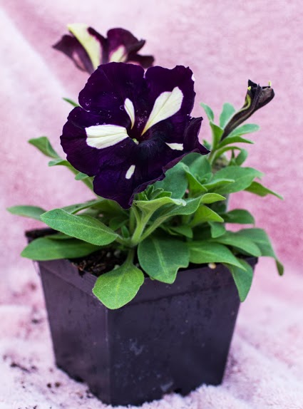 Petunia plant