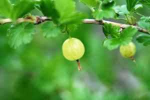 Gooseberry fruit