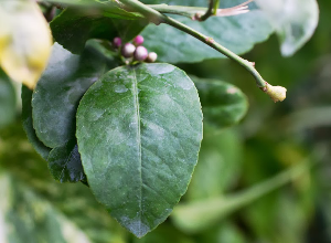 lemon foliage