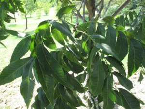 pecan foliage