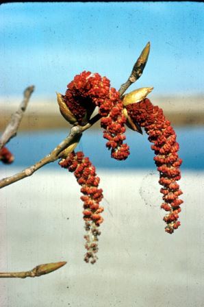 Cottonwood flower
