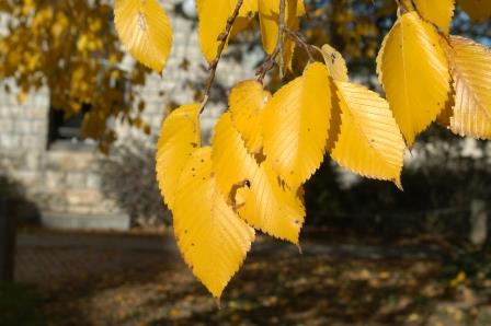 Elm foliage, fall color