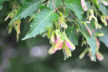 Maple seeds (samaras)