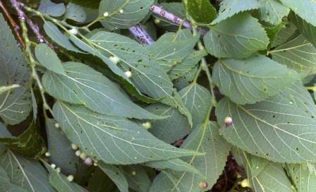 Hackberry foliage (under side)