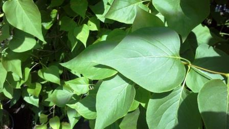Lilac foliage