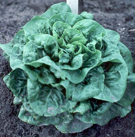 Buttercrunch Lettuce