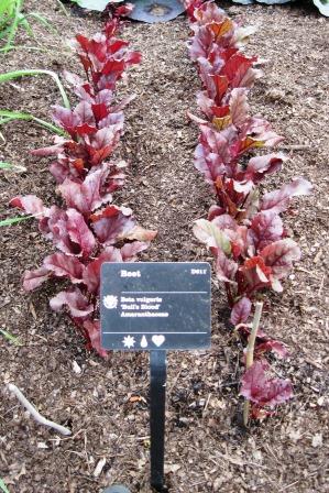 Beet foliage