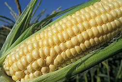 Corn ear