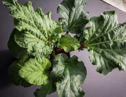 Rhubarb foliage
