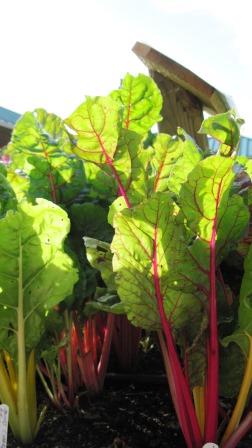Swiss chard, mixed colors