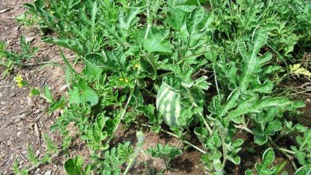 Watermelon foliage